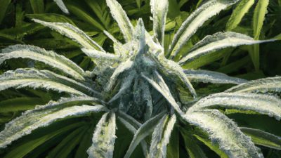 Winterization in Ethanol Extraction: When and Why It’s Needed