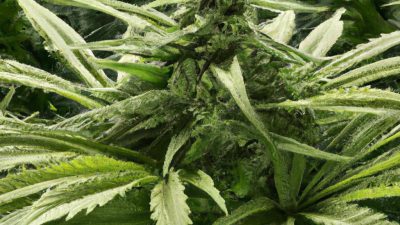 How Thin Film Distillation Improves Oil Purity