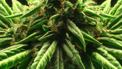 How to Maximize Yield with Hydrocarbon Techniques