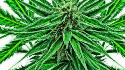 How to Build a Solvent-Free Cannabis Certification Lab