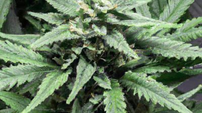 Common R134a Setup Errors in New Labs