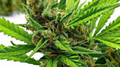 Solventless Rosin Extraction: A Clean Way to Concentrate