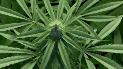 Inline Solvent Detection for R134a and Ethanol Systems