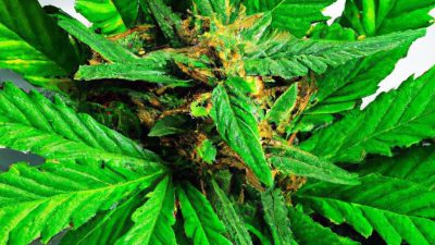 The Rise of Rosin: Why Consumers Prefer Solventless Options