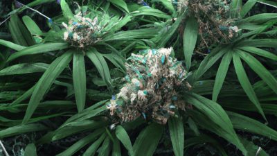 Improving Extract Quality with GC Data Insights