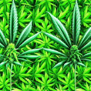 Best Practices for Terpene-Rich Extract Formulations