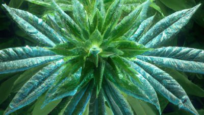 Comparing Hydrocarbon to Solventless: What’s the Tradeoff?