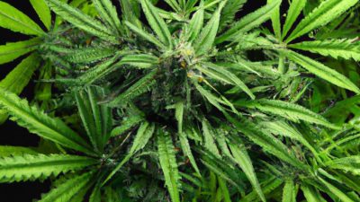 Comparing Yield Output by Extraction Method