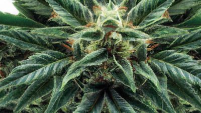 Understanding Wiped Film in Post-Processing THC Extracts