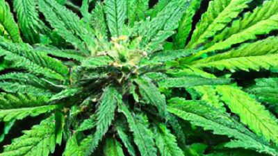 Yield vs Potency: What Should You Optimize For?