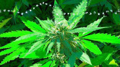 Filtration Methods to Improve Extract Clarity