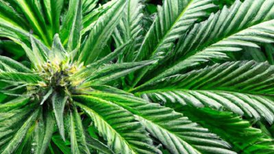 Which Extraction Method Delivers the Best Terpene Profile?