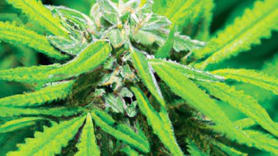 How to Preserve Terpenes in Solventless Extracts