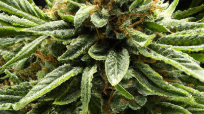 Why Your Extract Smells Burnt: Extraction Gone Wrong