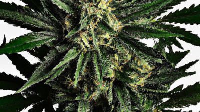 Does Lower Temperature Always Mean Higher Quality?