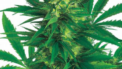 Lab Layouts That Improve Workflow and Maintenance Access