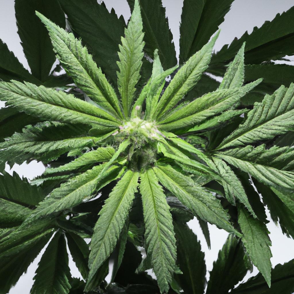 Wich ‌Extraction Method delivers‍ the best ‌Terpene Profile?