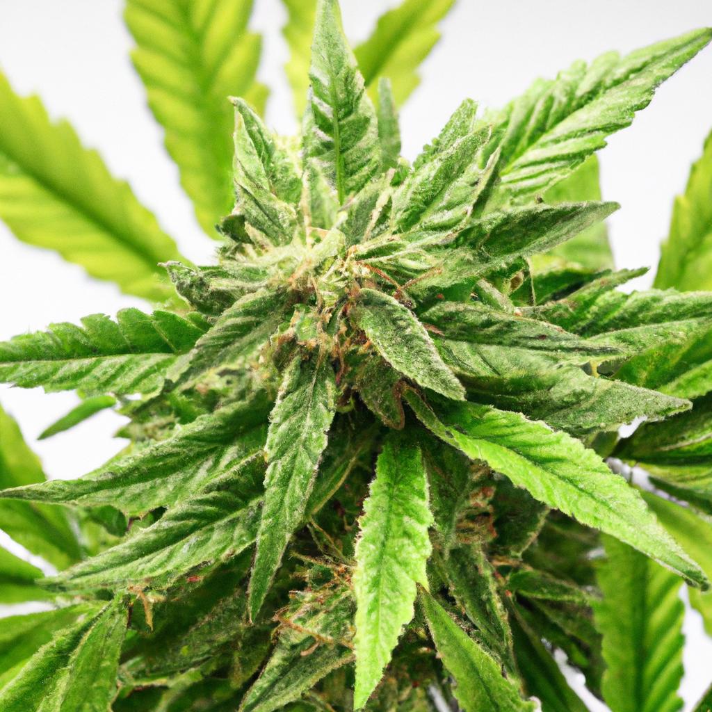 How to‍ Preserve‍ Terpenes‍ in Solventless Extracts