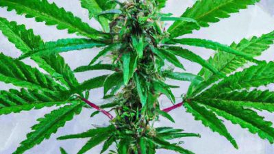 Common Lab Analysis Mistakes to Avoid