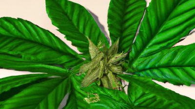 Troubleshooting Common Rosin Extraction Issues