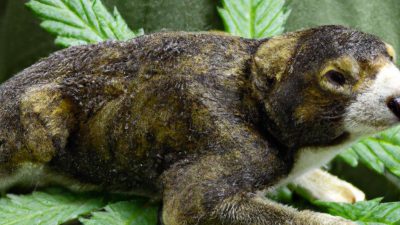 How Ethanol Extraction Is Used in Craft CBD Labs