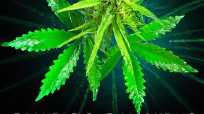 GC vs HPLC for Cannabis: Pros and Cons