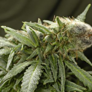 Avoid These Common Pressure Mistakes in Extraction