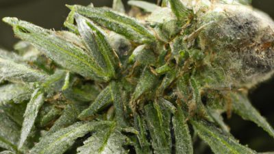 Avoid These Common Pressure Mistakes in Extraction