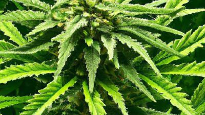 Understanding Ethanol Extraction: Benefits and Drawbacks