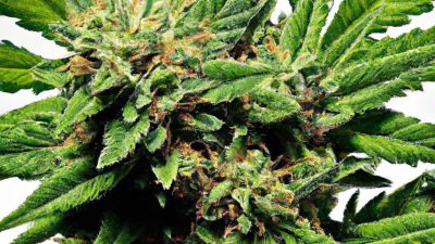 How to Verify Solvent-Free Extraction Results