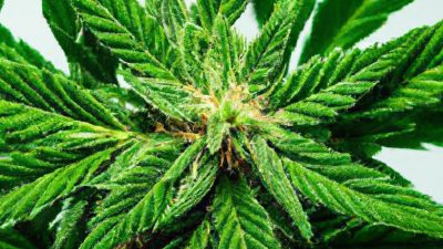 Wipe Film Settings That Maximize Potency and Clarity