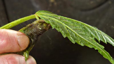 Choosing the Right Wipe Film Distiller for Cannabis Oils