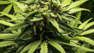 Scaling R134a Extraction from Craft to Commercial Volumes