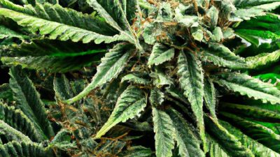 Preserving Terpenes During R134a Extraction