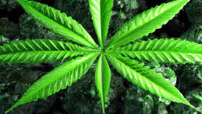 CO₂ Extraction in Cannabis: Pros, Cons, and Innovations