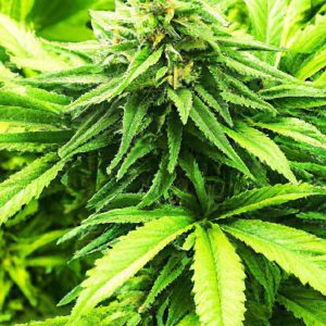 Batch vs Continuous Flow: Which Suits Your Capacity?