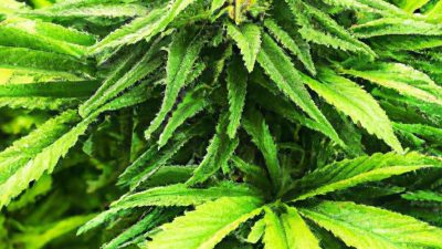 Batch vs Continuous Flow: Which Suits Your Capacity?