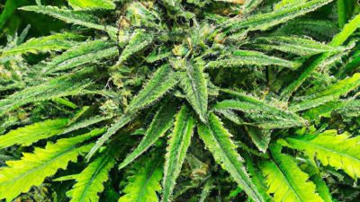 Designing a Clean-in-Place Extraction Workflow