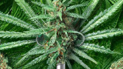 Top Rosin Presses for Small to Medium Cannabis Operations