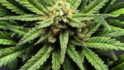 How to Optimize Your R134a System for Terpene Retention