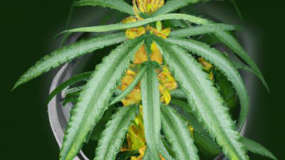 Safety Considerations When Using Ethanol in Cannabis Extraction