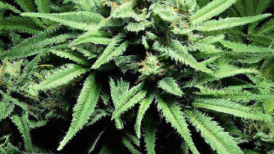 Winterization vs Distillation: Which Comes First?