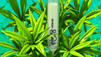 Solventless THC Remediation: Safe, Fast, and Efficient