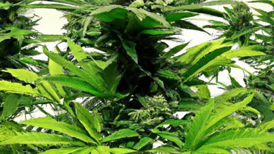 Step-by-Step Automation of a Small Extraction Facility