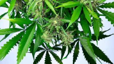 Why Preventative Maintenance Saves Thousands in Cannabis Labs