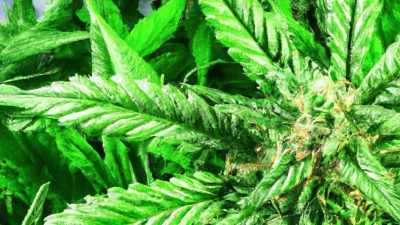 R134a Yield Benchmarks: What to Expect Per Run