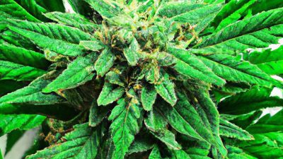 Meeting ISO Standards for Residual Solvent Reporting