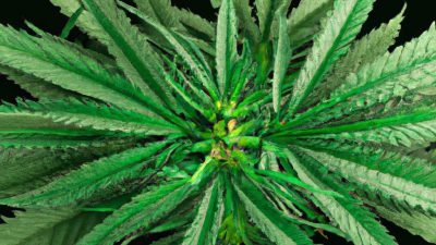 The Ideal Temp & Pressure for Cannabis Extraction Efficiency