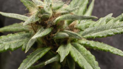 Residual Solvent Testing: What Labs Must Know in 2024