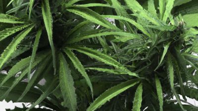 How 10L vs 1000L Systems Change Your Production Strategy